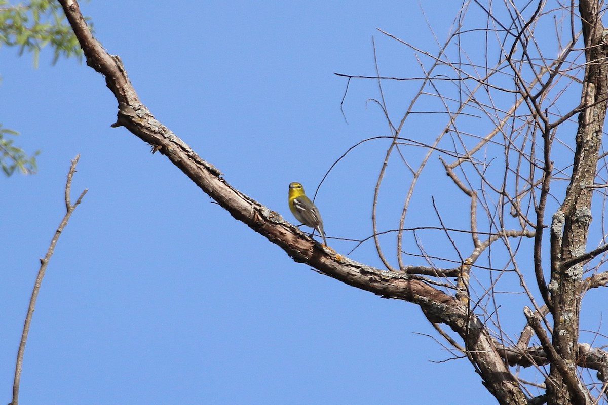 Yellow-throated Vireo - ML609639350