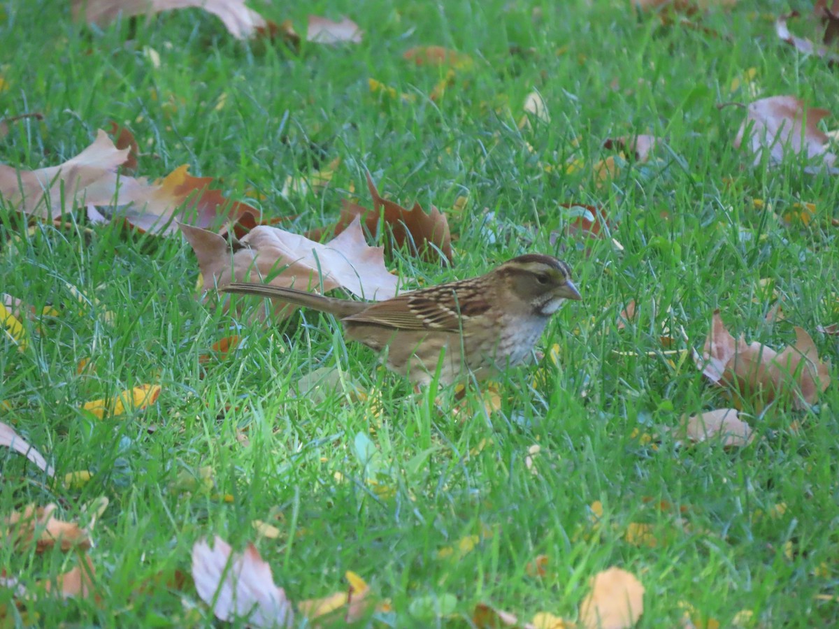 White-throated Sparrow - Larry Urbanski