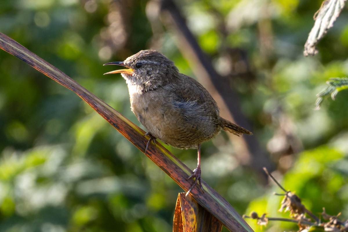 Eurasian Wren (Shetland) - ML609639580