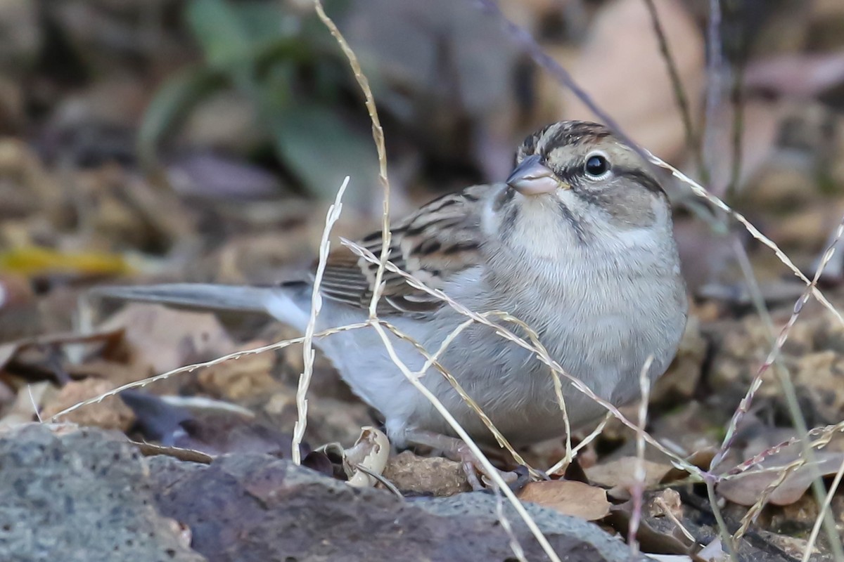 Chipping Sparrow - ML609639592