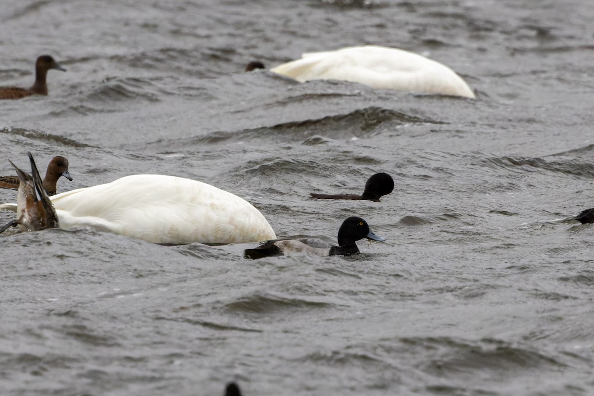 Greater Scaup - ML609639614