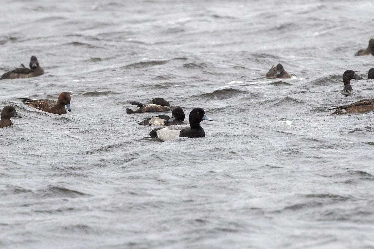 Greater Scaup - ML609639615