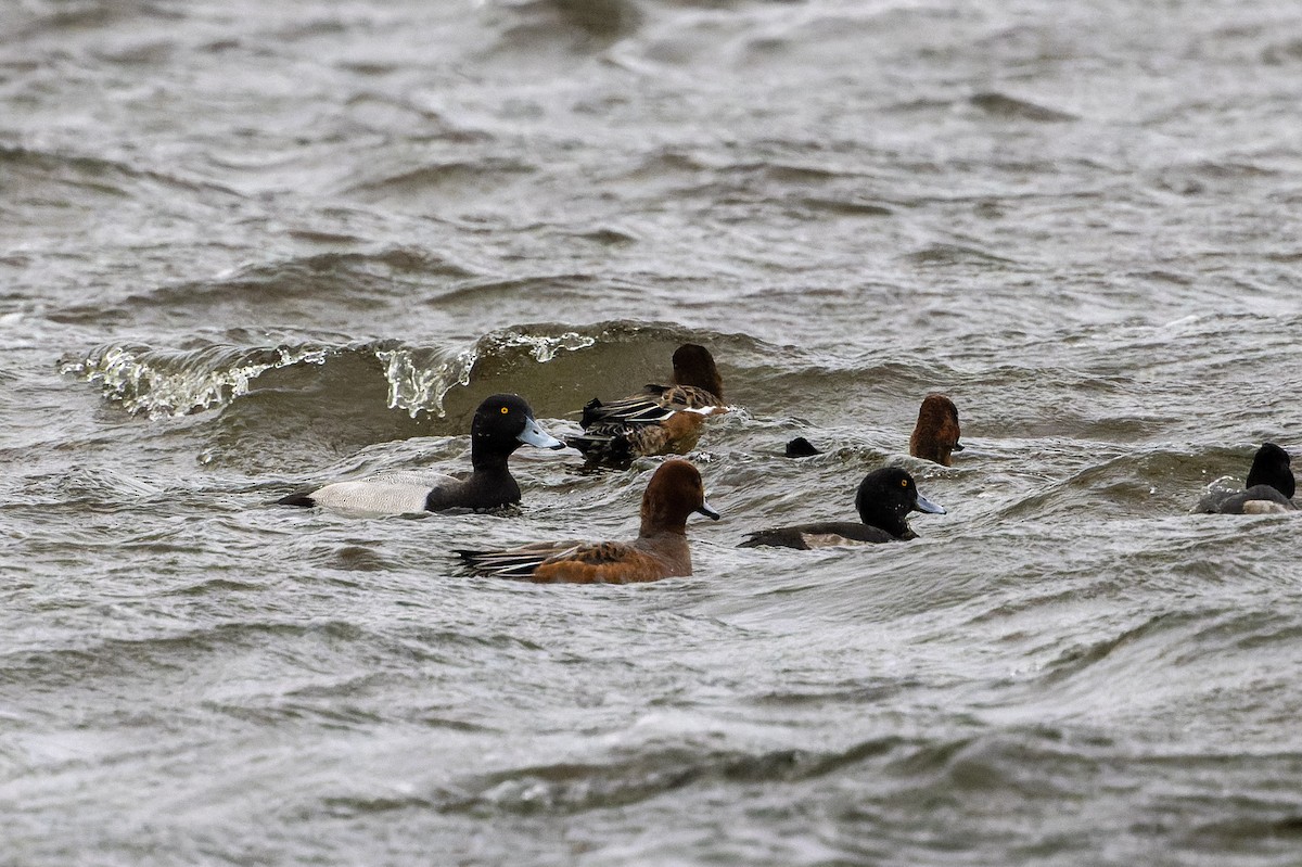 Greater Scaup - ML609639616