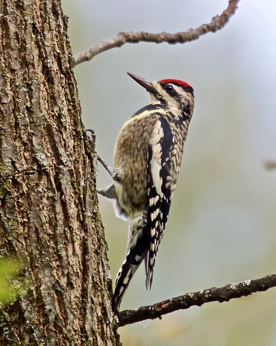 Yellow-bellied Sapsucker - ML609639645