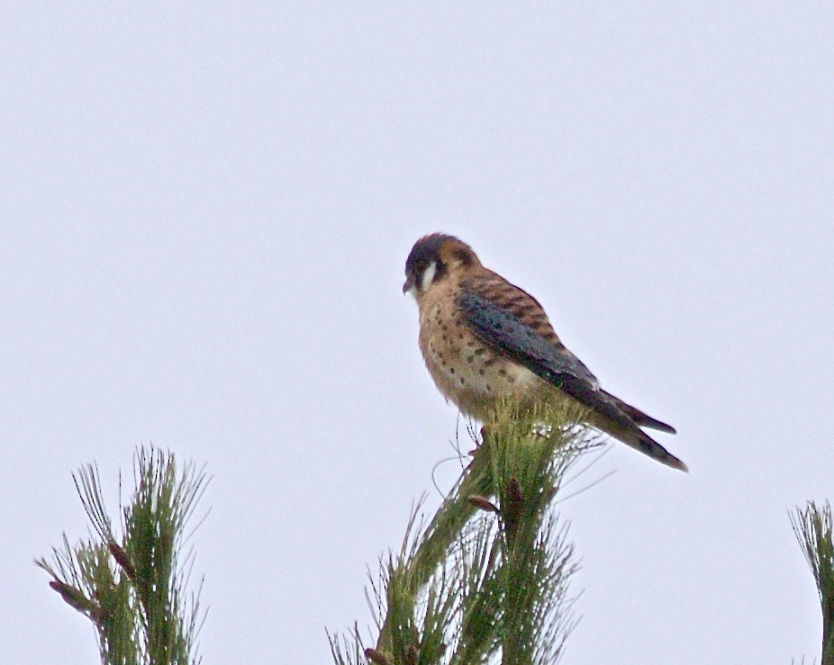 American Kestrel - ML609639648