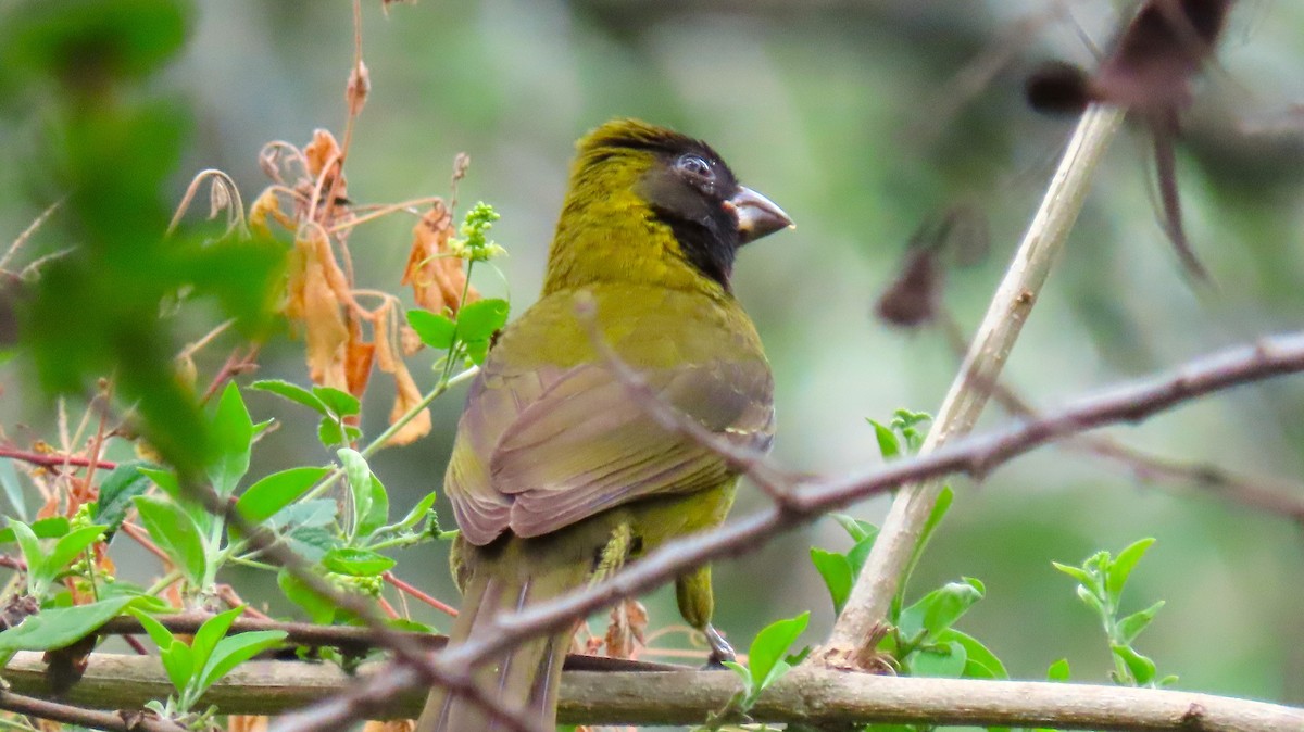 eBird Checklist - 6 Oct 2023 - Quinta Mazatlan WBC (LTC 063) - 1 species