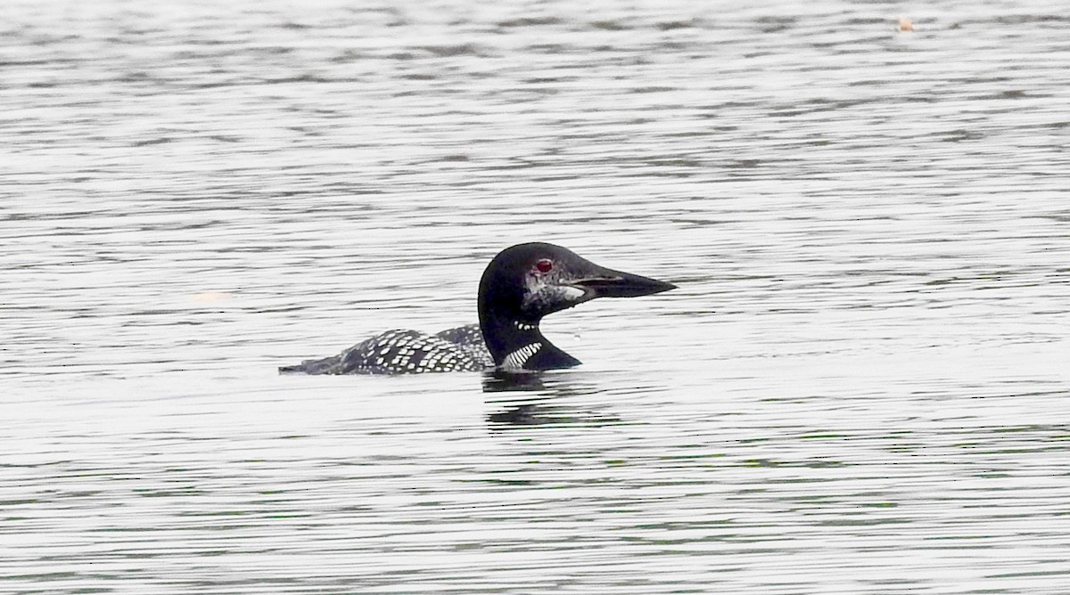 Common Loon - ML609639840