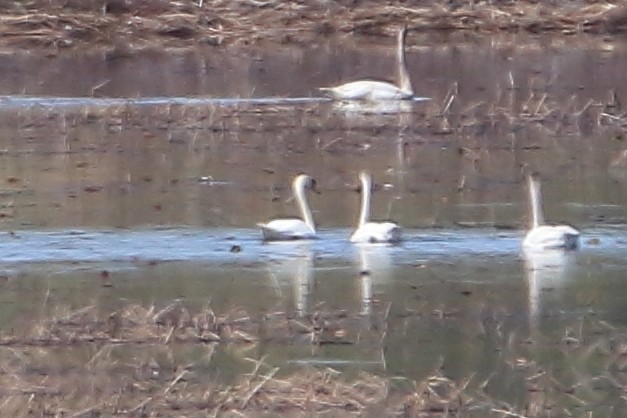 Mute Swan - ML609639875