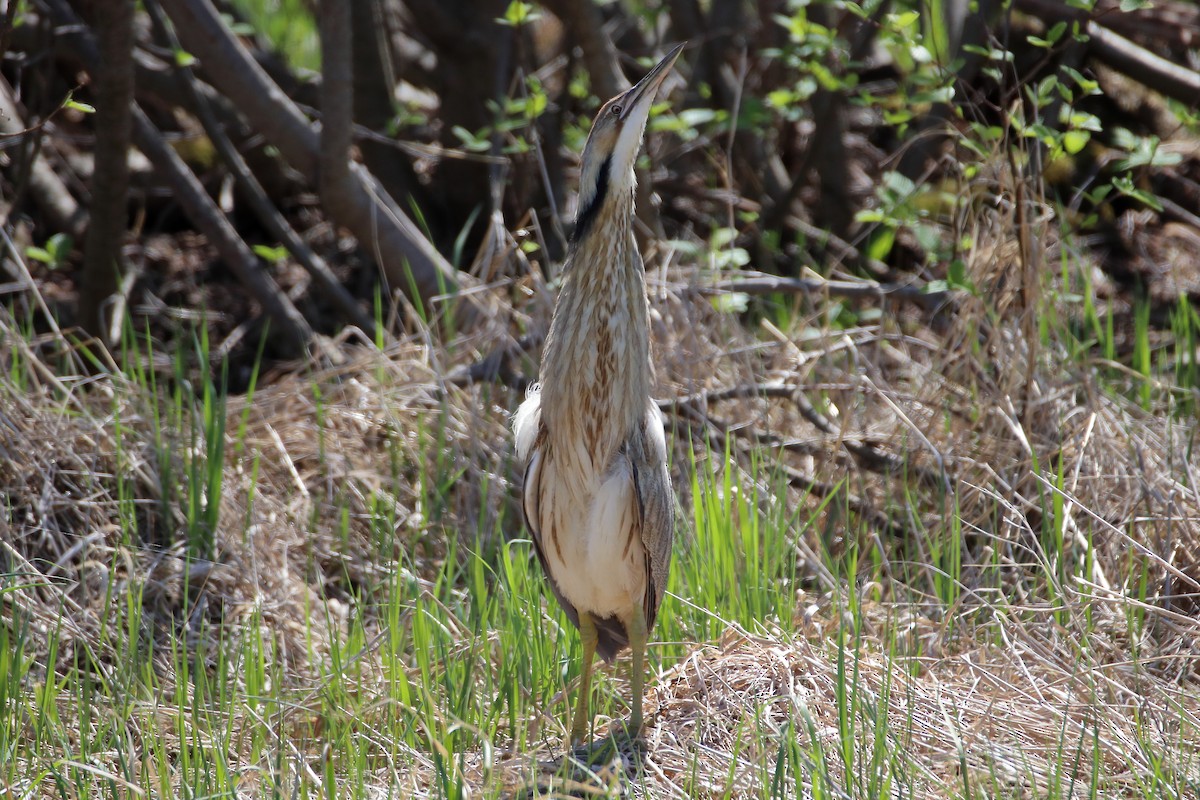 American Bittern - ML609640055