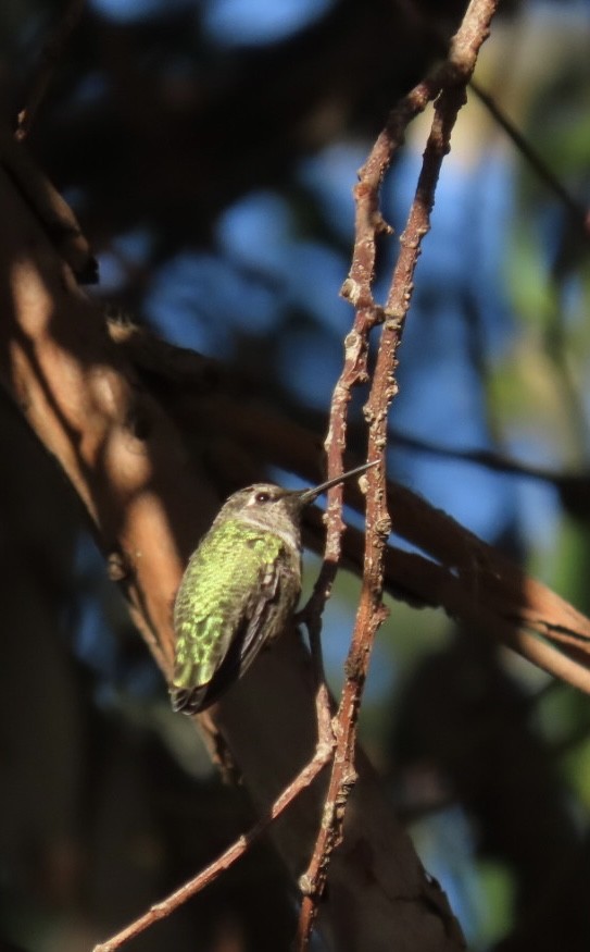 Anna's Hummingbird - ML609640137