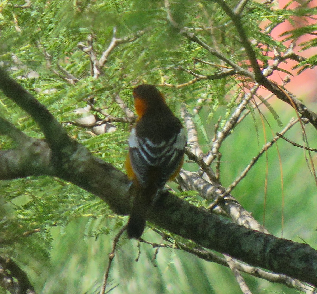 Bullock's Oriole - ML609640146