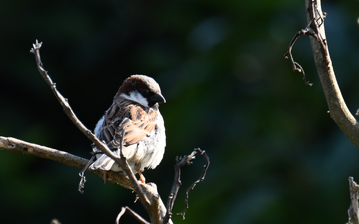 House Sparrow - Yoganand K