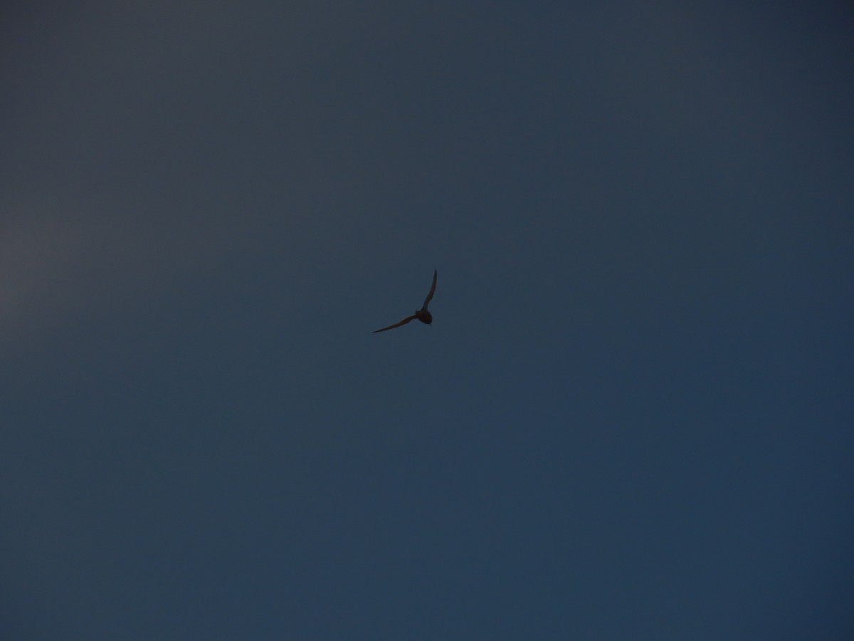 Peruvian Tern - Nelson Contardo