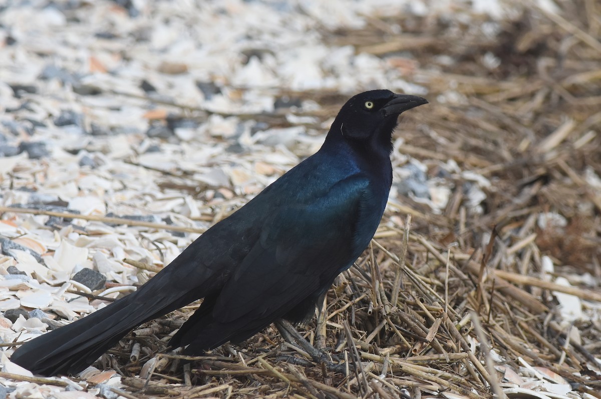 Boat-tailed Grackle - ML609640253