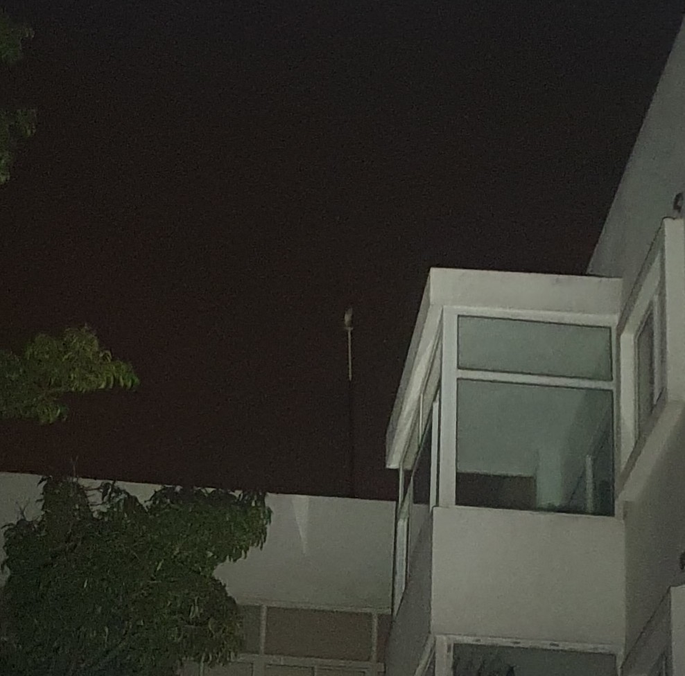 Eastern Barn Owl - ML609640297