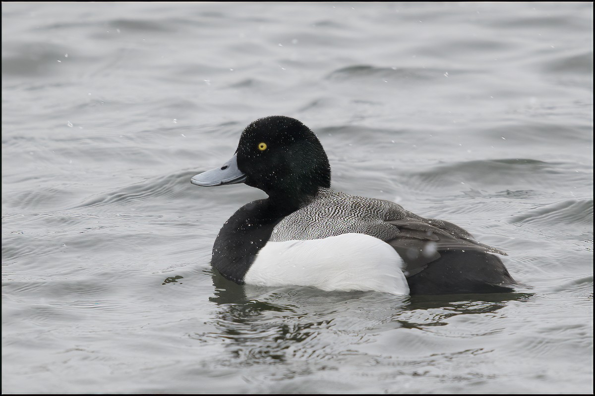 Greater Scaup - ML609640507