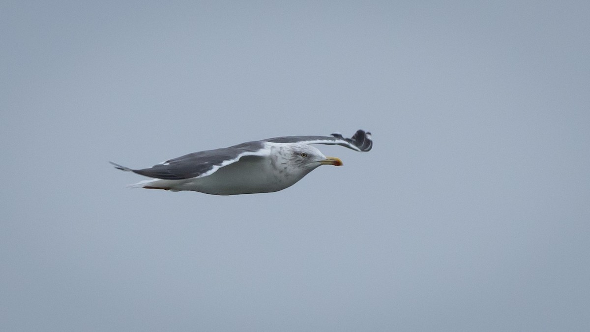 Lesser Black-backed Gull - ML609640657