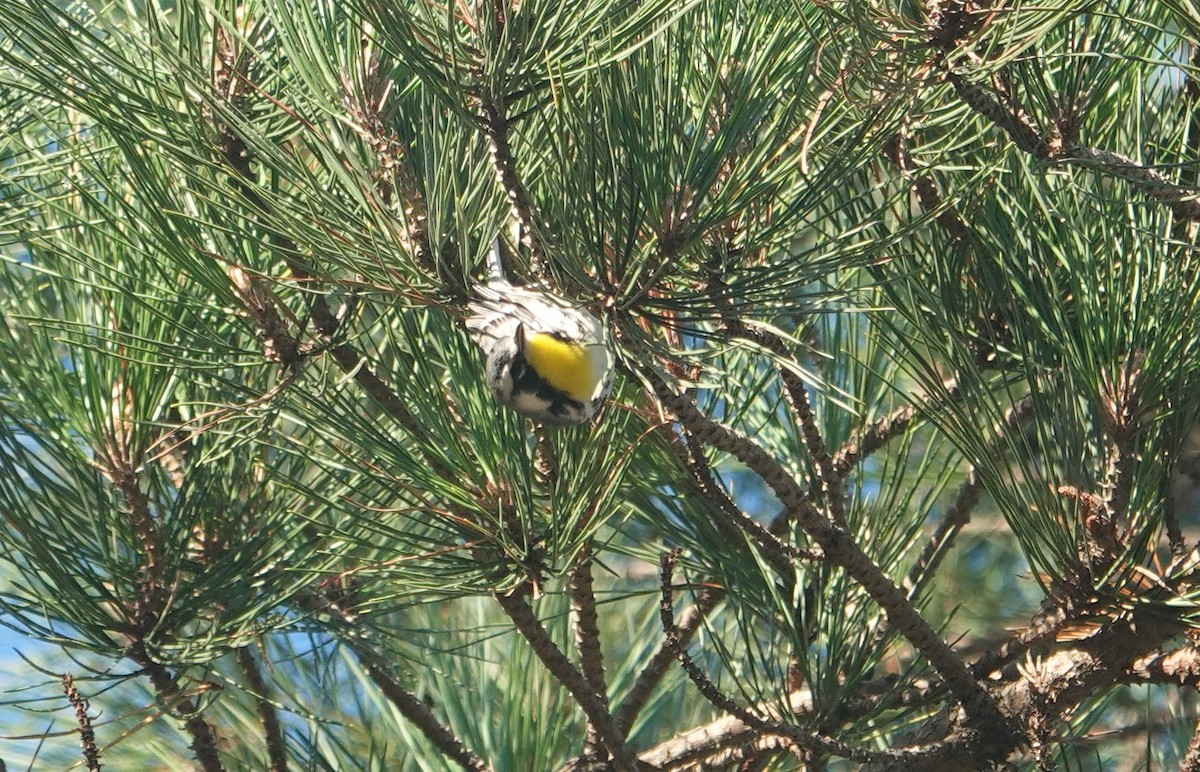 Yellow-throated Warbler - ML609640660