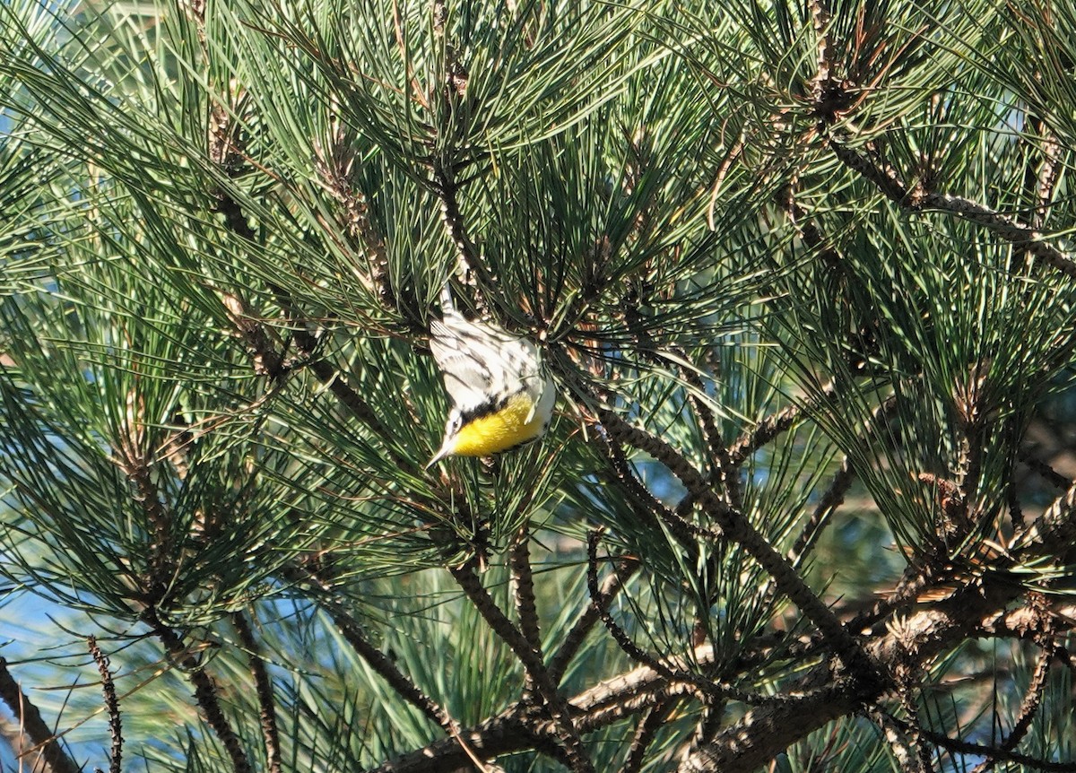 Yellow-throated Warbler - ML609640662