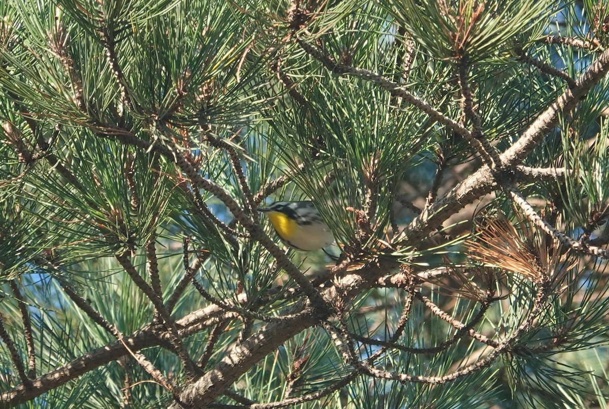 Yellow-throated Warbler - ML609640663