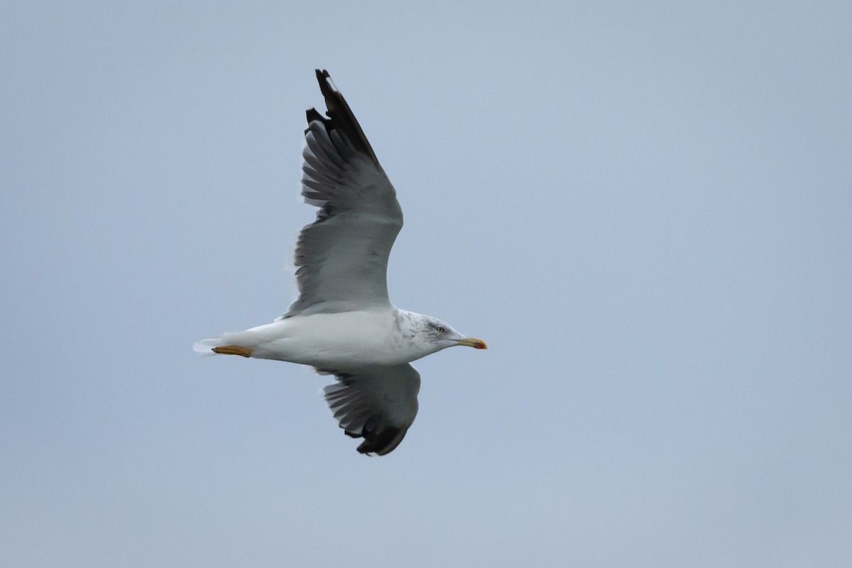 Lesser Black-backed Gull - ML609640684