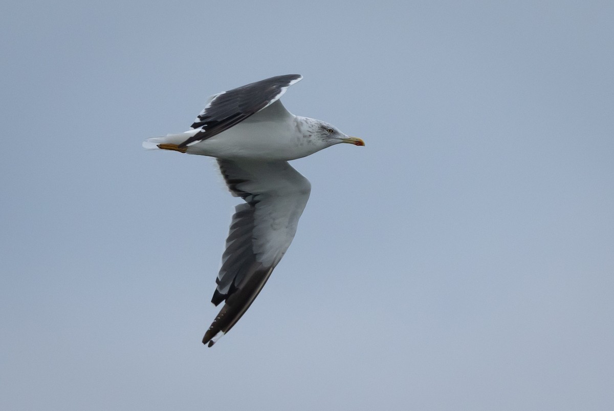 Lesser Black-backed Gull - ML609640685