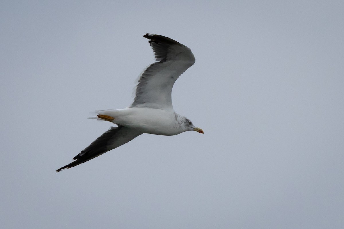 Lesser Black-backed Gull - ML609640686