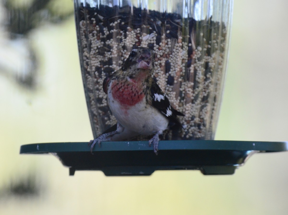 Rose-breasted Grosbeak - ML609640750