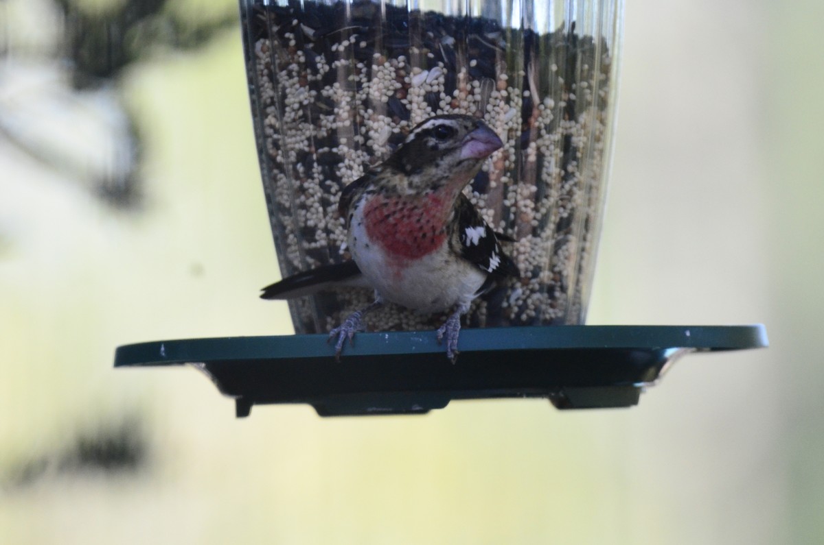 Rose-breasted Grosbeak - ML609640751