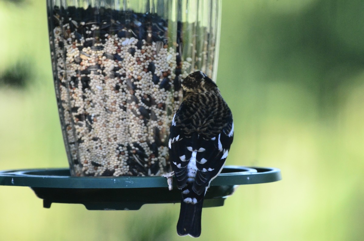 Rose-breasted Grosbeak - ML609640752