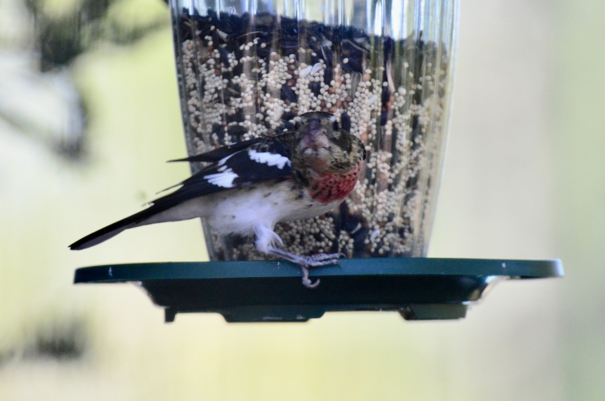 Rose-breasted Grosbeak - ML609640753