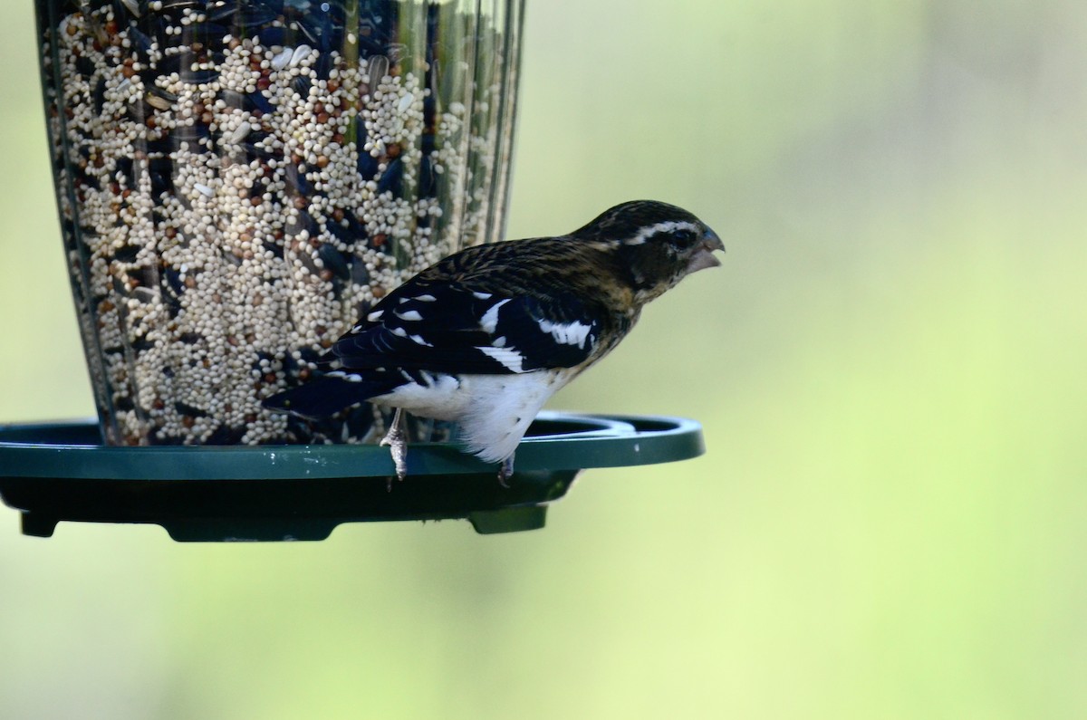 Rose-breasted Grosbeak - ML609640755