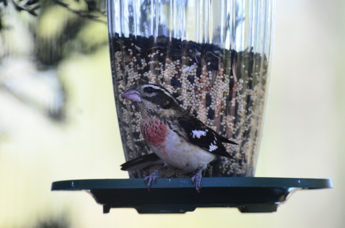 Rose-breasted Grosbeak - ML609640756