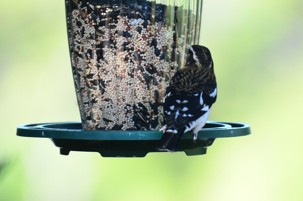 Rose-breasted Grosbeak - ML609640757