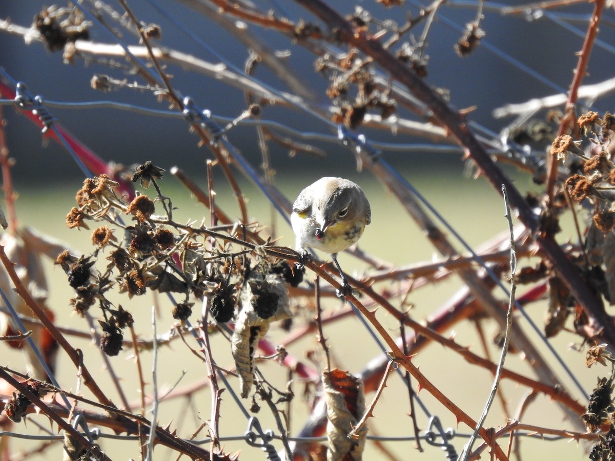 Yellow-rumped Warbler - ML609640763