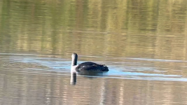 Red-throated Loon - ML609640826