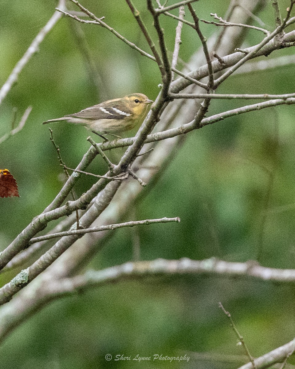 Blackburnian Warbler - ML609641069