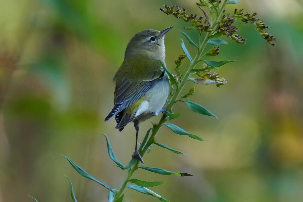 Tennessee Warbler - Paco Luengo