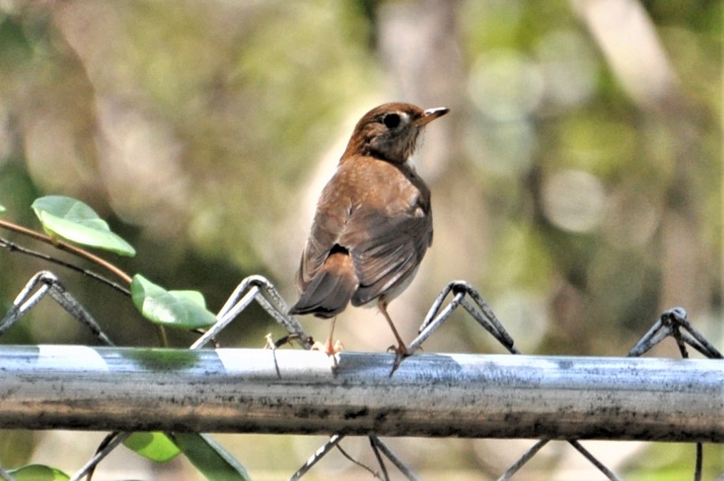 Hermit Thrush - ML609641171