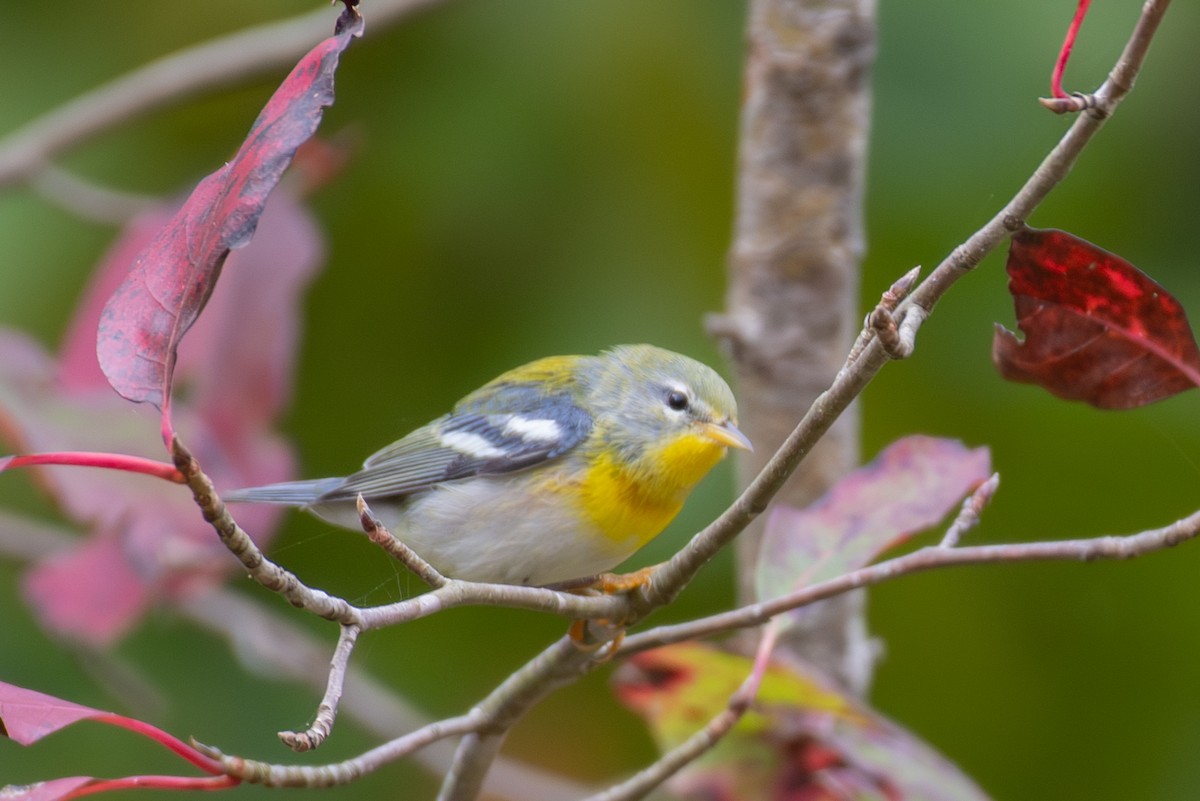 Northern Parula - ML609641191