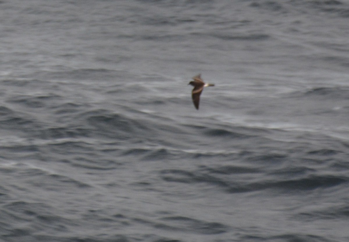 Leach's Storm-Petrel - Anonymous