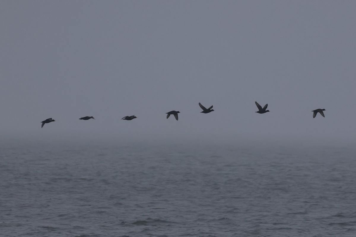 Black Scoter - Jeff G