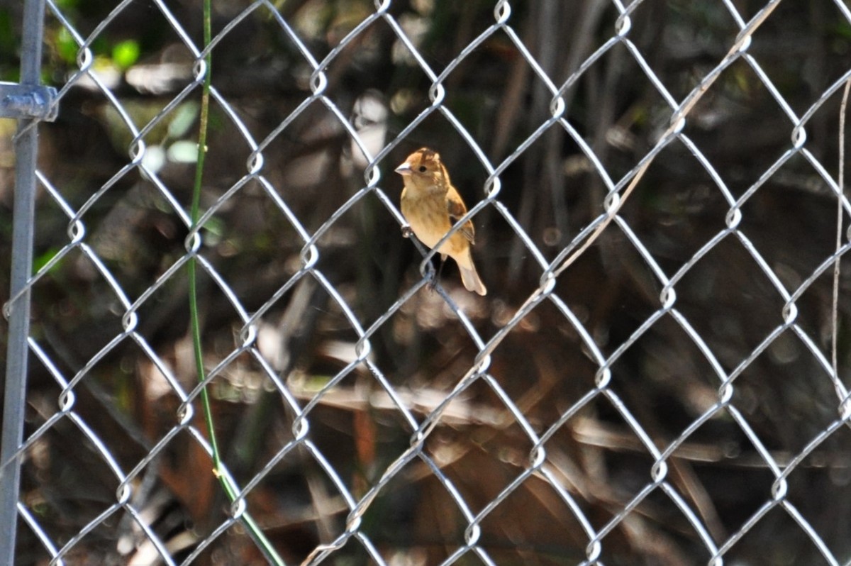 Blue Grosbeak - ML609641365