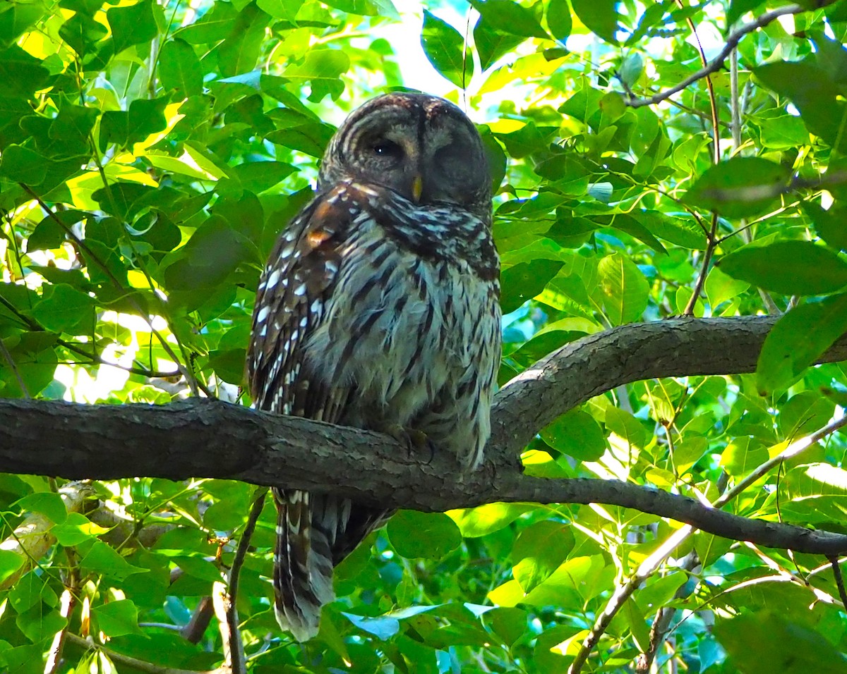 Barred Owl - ML609641759