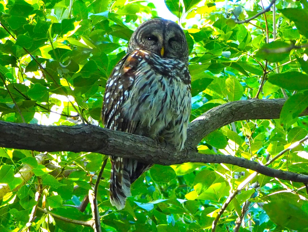 Barred Owl - ML609641760