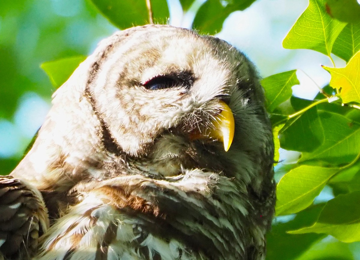 Barred Owl - ML609641765