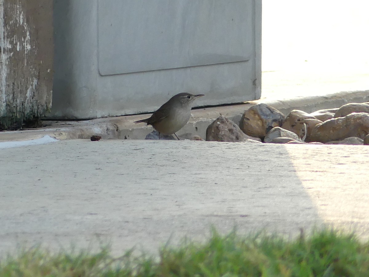 House Wren - Rebecca Merrill