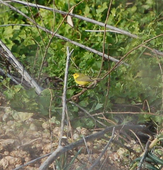 Hooded Warbler - ML60964181