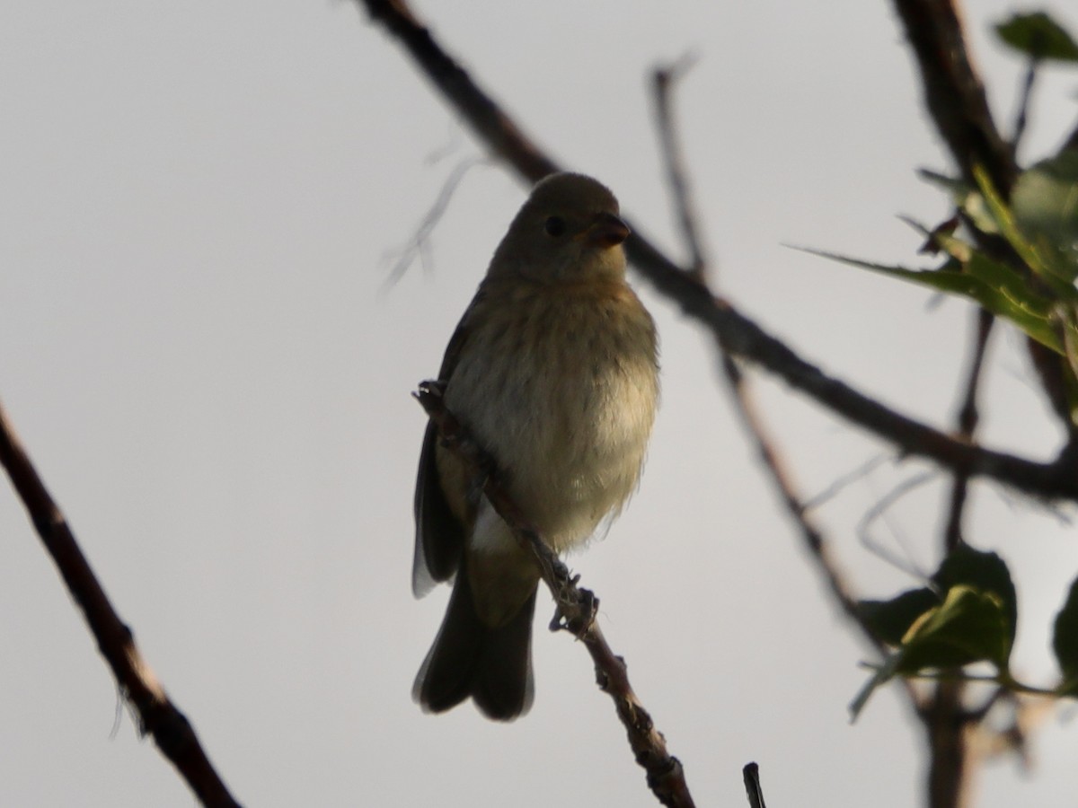 Indigo Bunting - ML609641813