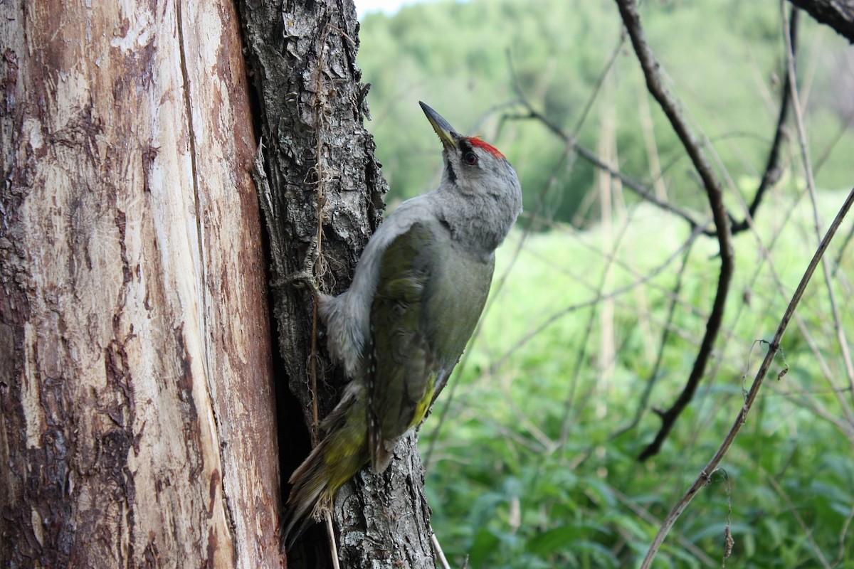Gray-headed Woodpecker - ML609641817